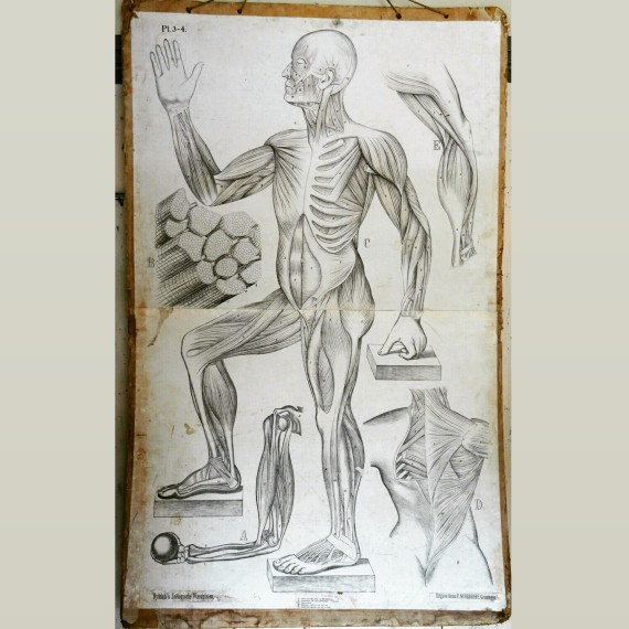 Grote vintage Schoolplaat Anatomie - sold